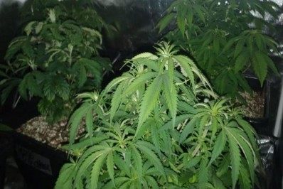 Traficante que modificava maconha geneticamente é preso na Região Serrana