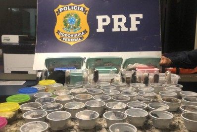 Biólogo russo é preso por tráfico de animais silvestres em Seropédica