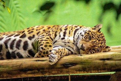 O que significa sonhar com onça-pintada?