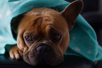 Inverno Solidário Pet: Campanha arrecada cobertores para animais em Meriti