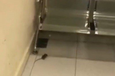 Hospital Miguel Couto sofre com infestação de ratos