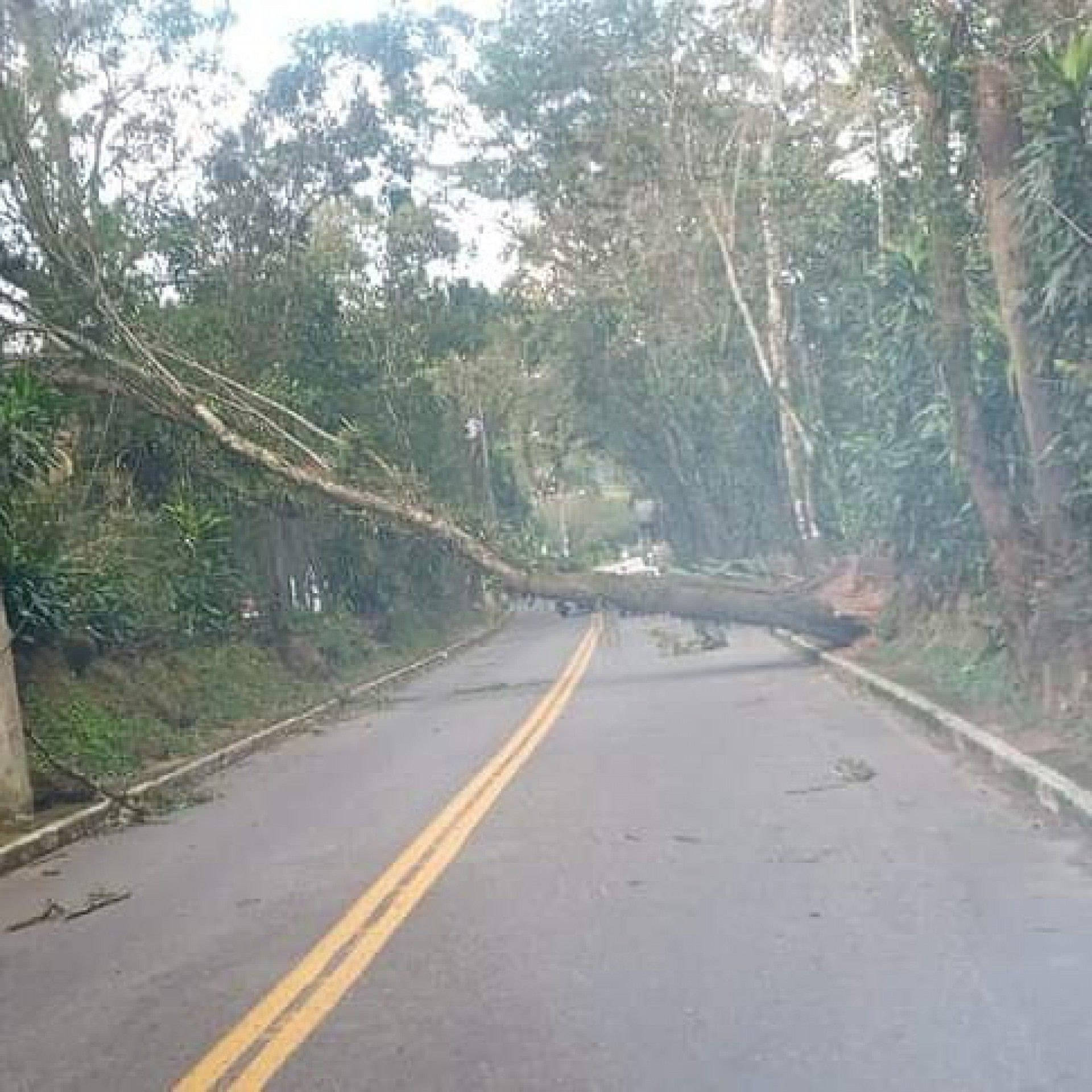Vento forte derruba &aacute;rvore e atrapalha o tr&acirc;nsito, em Guapimirim