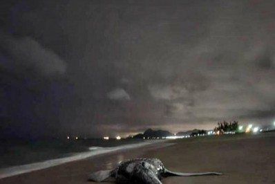 Baleia é encontrada morta na noite desta terça na praia de Itaipuaçu