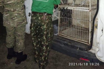 Ação de fiscalização resgata 21 cachorros em situação de maus-tratos em Quatis