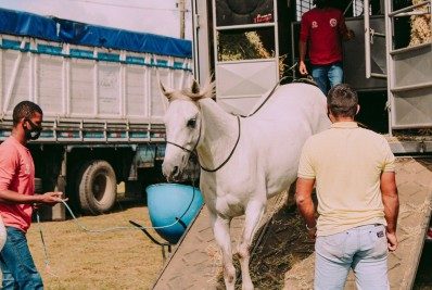Cabo Frio sedia 1ª Exposição do Cavalo Mangalarga Marchador a partir desta quinta (24)