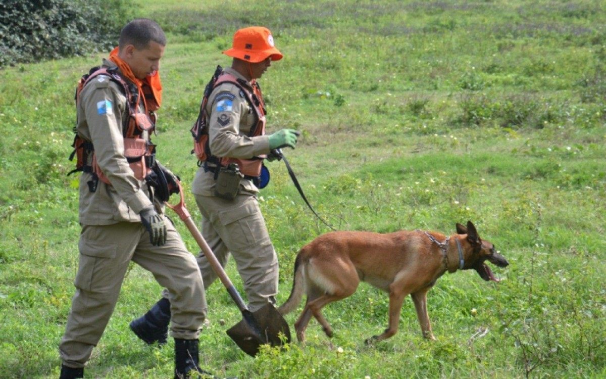 Cão do Corpo de Bombeiros auxilia nas bsucas - Foto: Divulgação