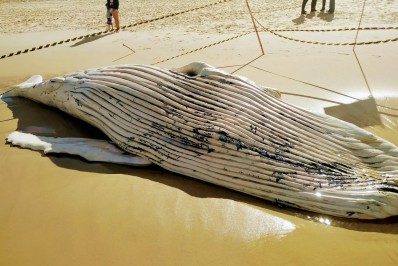 Outra baleia é encontrada sem vida em praia da cidade