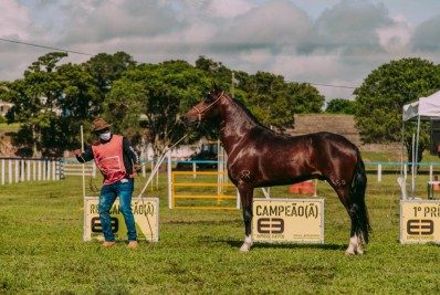 Exposição do Cavalo Mangalarga Marchador revela o potencial da área rural de Cabo Frio