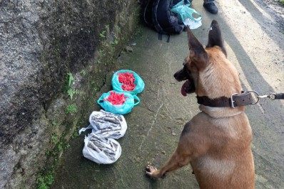 Cadela da Polícia Militar descobre esconderijo de drogas no Morro do Estado, em Niterói