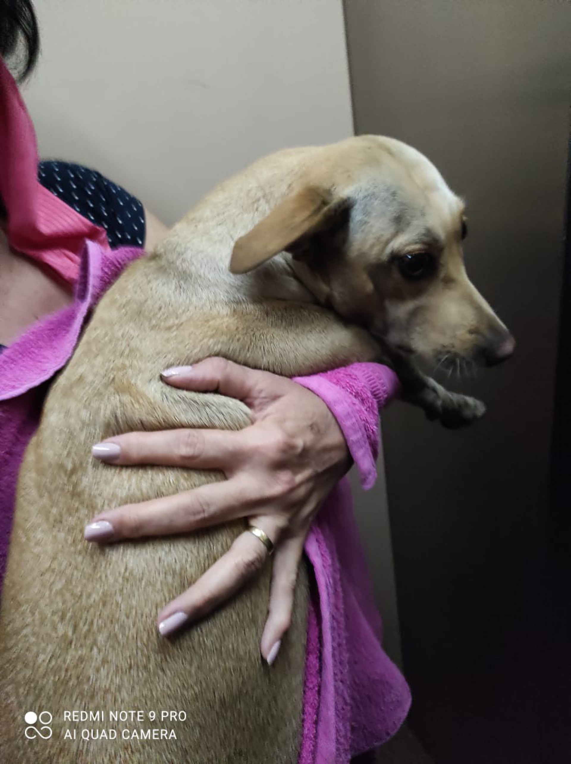 Cadela Lucy se perdeu dos donos na tarde de sábado (26) - Divulgação/Metrô Rio