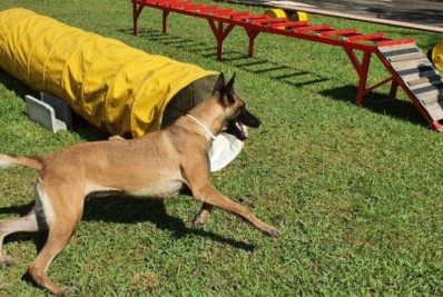 2° Grupamento de Socorro Florestal e Meio Ambiente dos Bombeiros de Magé sedia Certificação Nacional de Cães de Busca e Resgate
