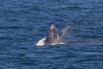 Baleia jubarte é avistada no litoral maricaense no mar de Itaipuaçu