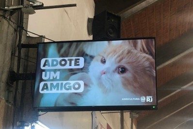 Incentivo à adoção de animais permeia de amor o Terminal de Niterói
