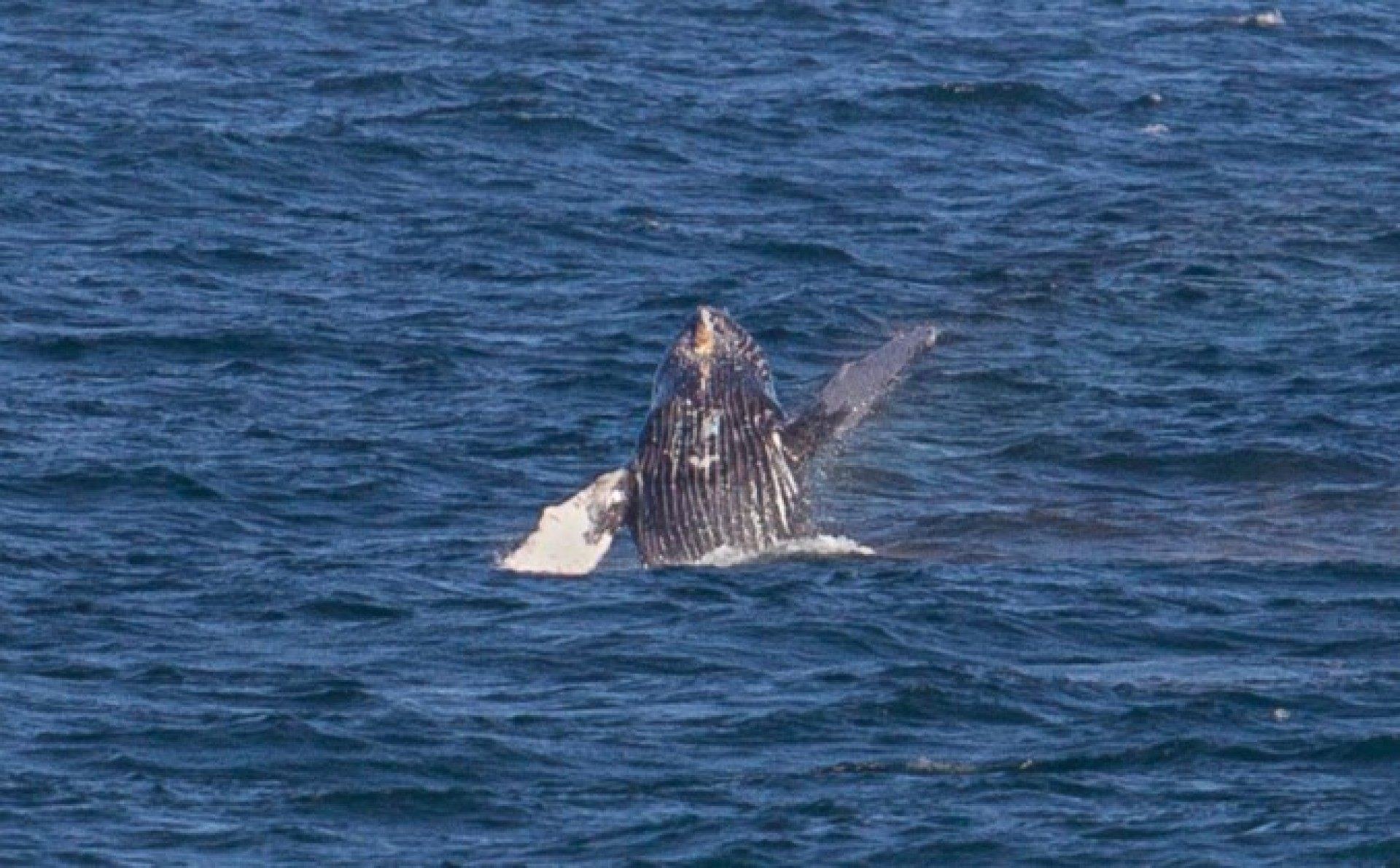 Baleia jubarte &eacute; avistada no litoral maricaense no mar de Itaipua&ccedil;u