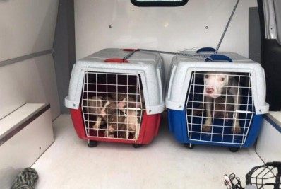 Cães Pitbull são resgatados por policiais da PROEIS na Mumbuca