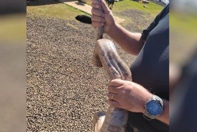 Funcionários encontram jibóia 'tomando banho de sol' em penitenciária 