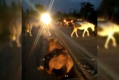 Motorista atropela cavalo solto na RJ-102, em Arraial do Cabo