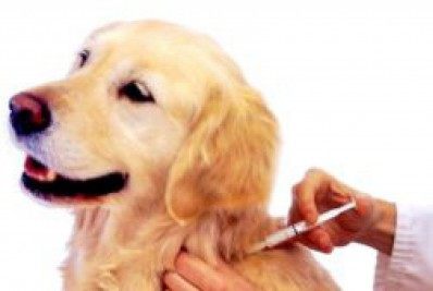 Proteção Animal abre inscrições para castração de caninos machos e felinos machos