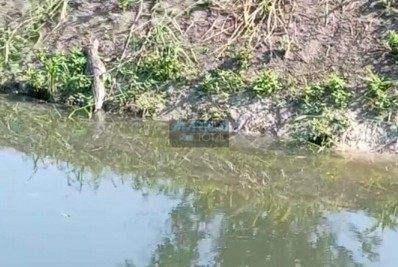 Populares flagram família de Jacarés no Manu Manuela