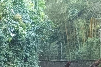 Queda de árvore interdita Estrada da Gávea Pequena