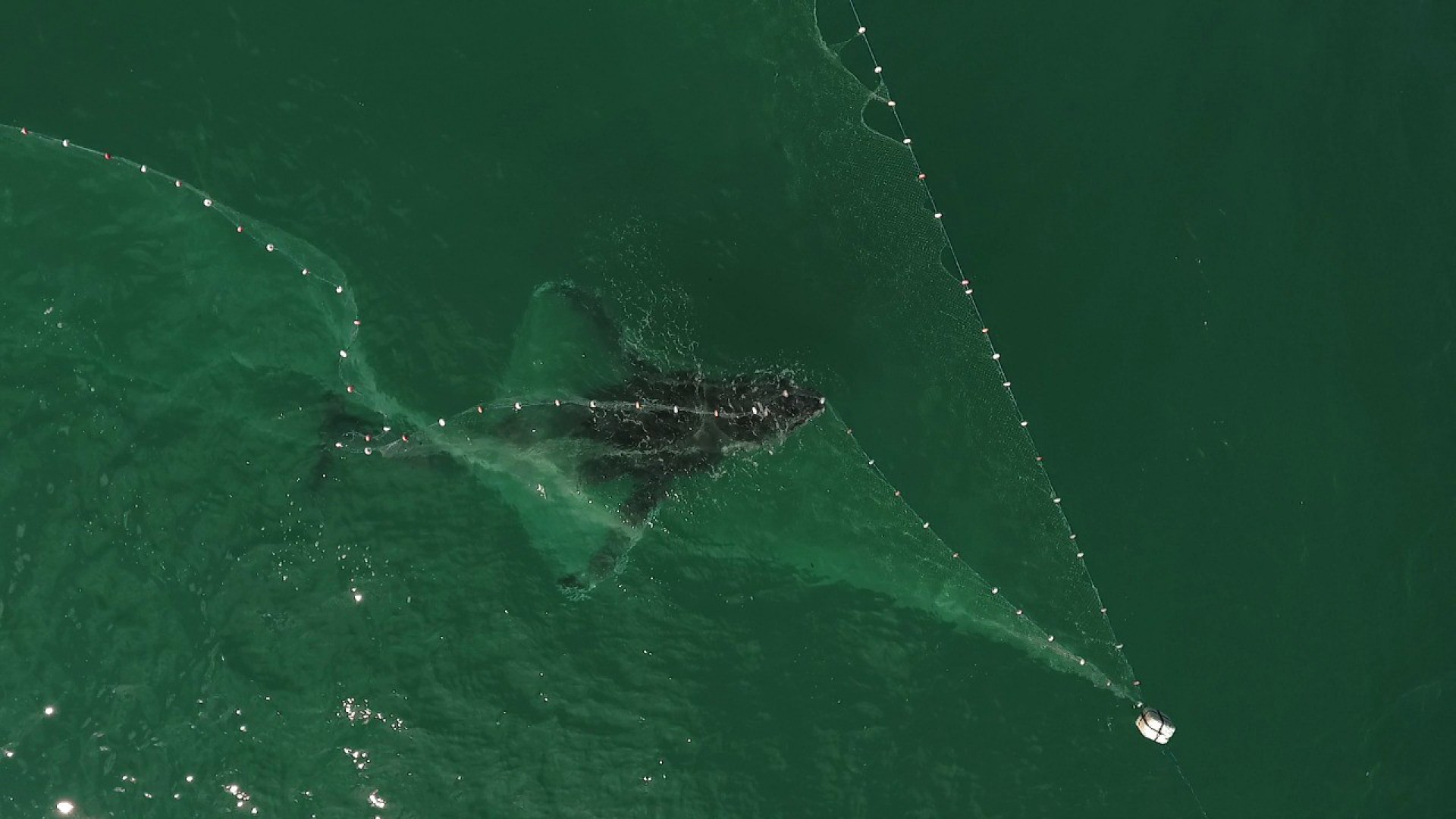 Baleia fica presa em rede de pesca artesanal em Arraial do Cabo