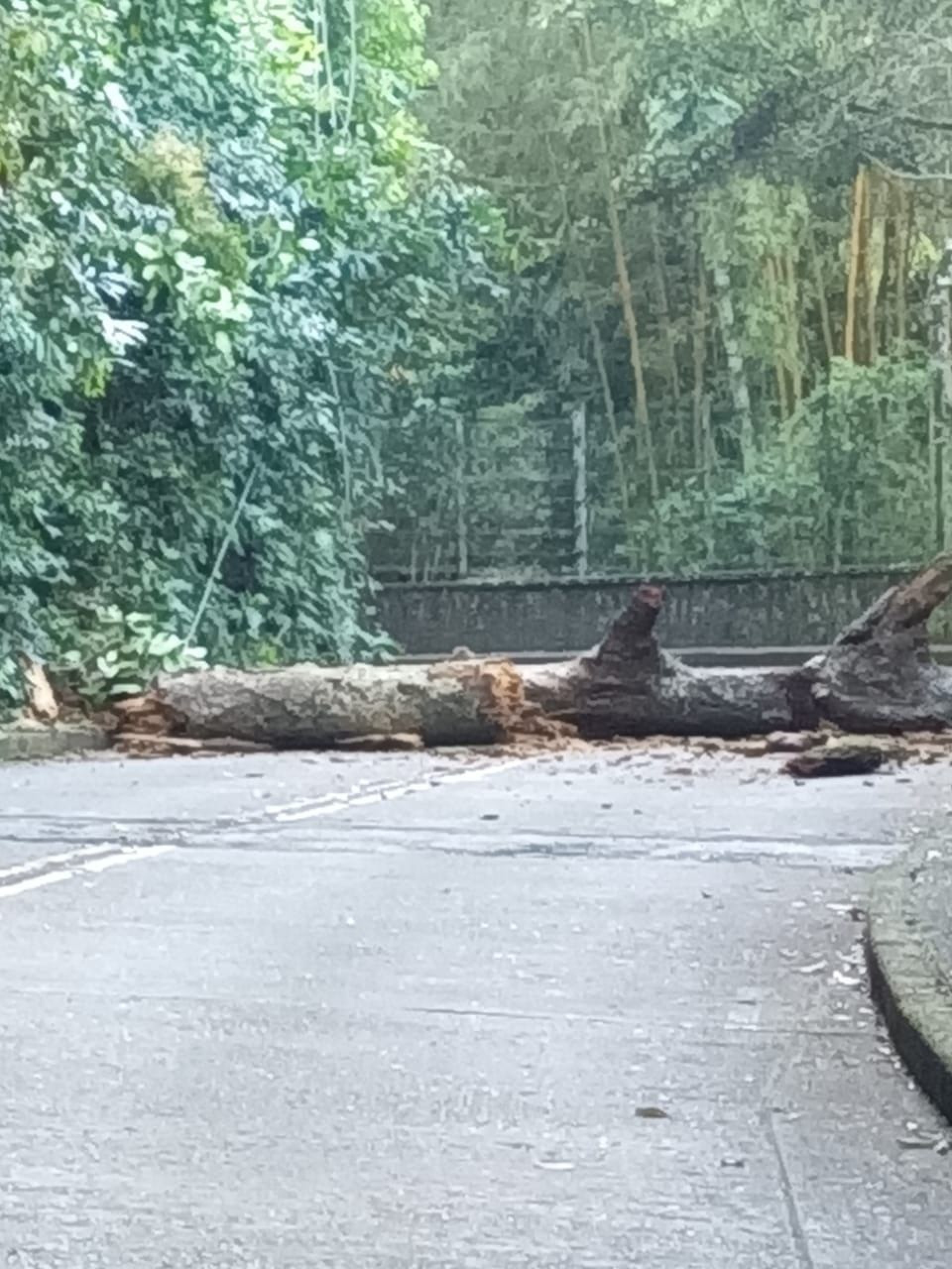 Equipes da Comlurb e da Light foram acionados no local. - Divulgação
