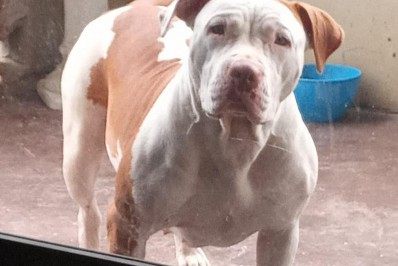 Pit Bull marombada de Belford Roxo viraliza na web com comparação a Gracyanne Barbosa