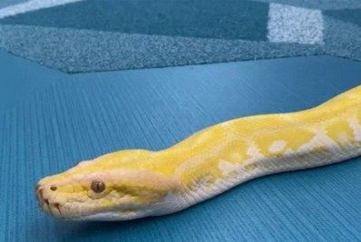 Vídeo: píton de quase quatro metros é encontrada em shopping dos Estados Unidos