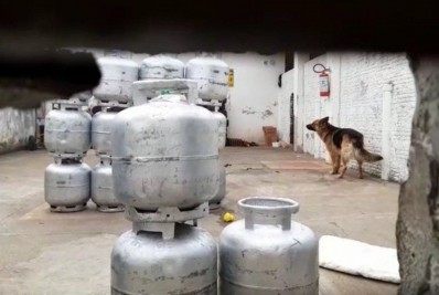 Menino de 1 ano e 3 meses morre após ser atacado por cães