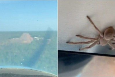 Vídeo! Aranha gigante surpreende piloto de avião durante voo