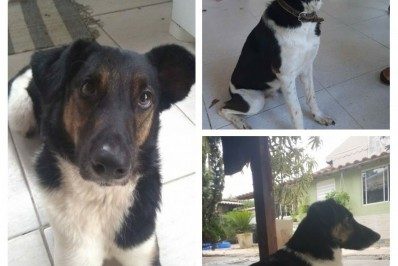 Família sofre com o desaparecimento do seu cão e pede ajuda para encontrá-lo