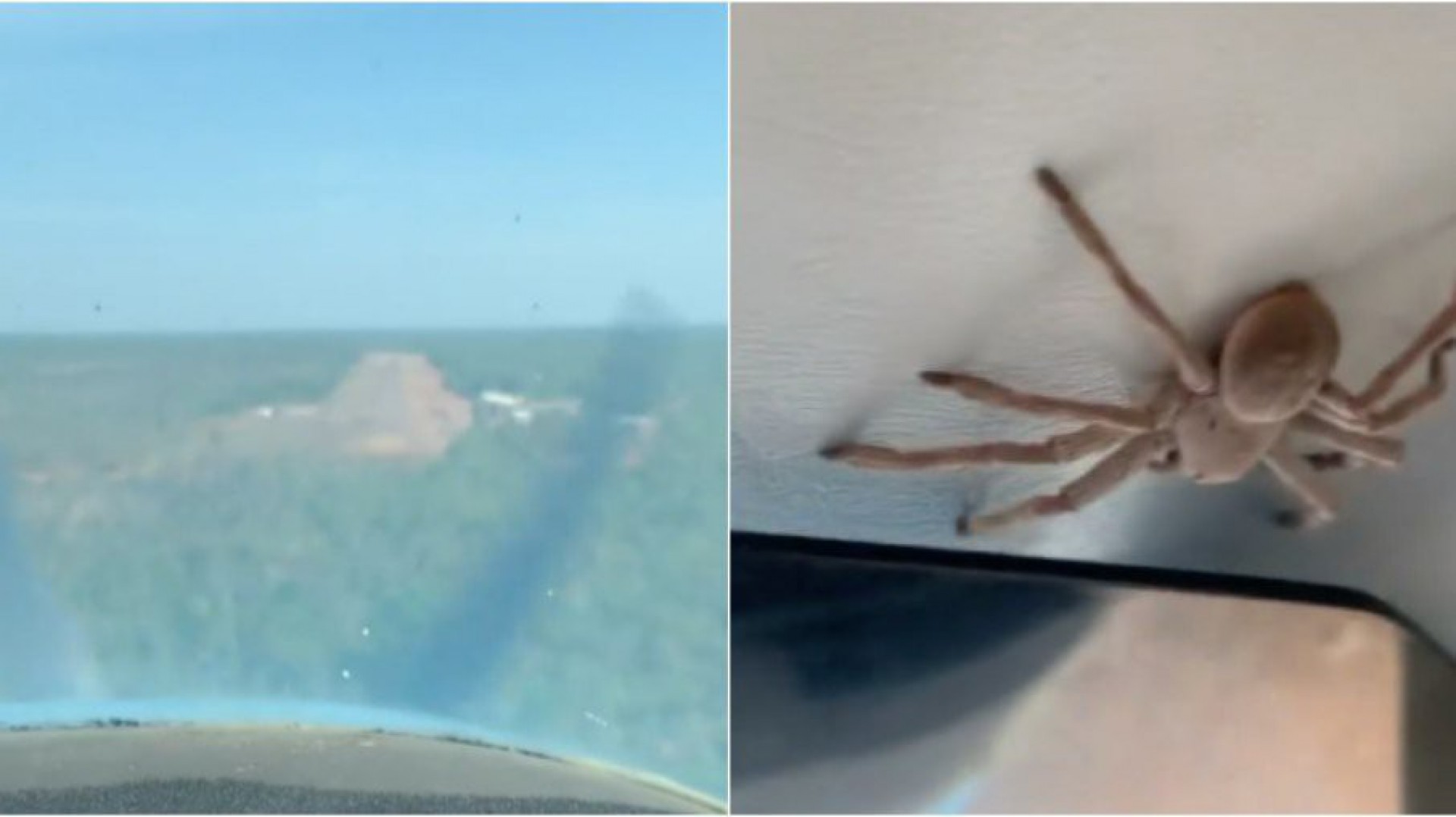 V&iacute;deo! Aranha gigante surpreende piloto de avi&atilde;o durante voo