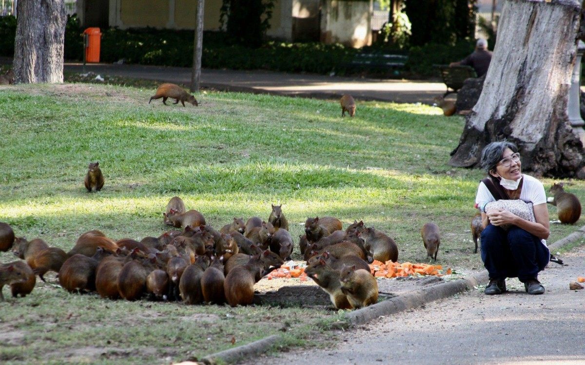 Turista se aproxima de cutias no Campo de Santana