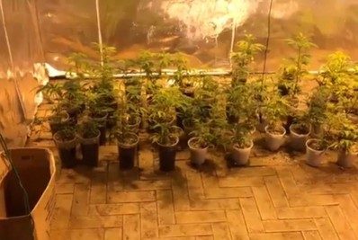 Polícia estoura laboratório de maconha em Petrópolis