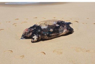 Tartaruga é encontrada sem vida no litoral de Itaipuaçu
