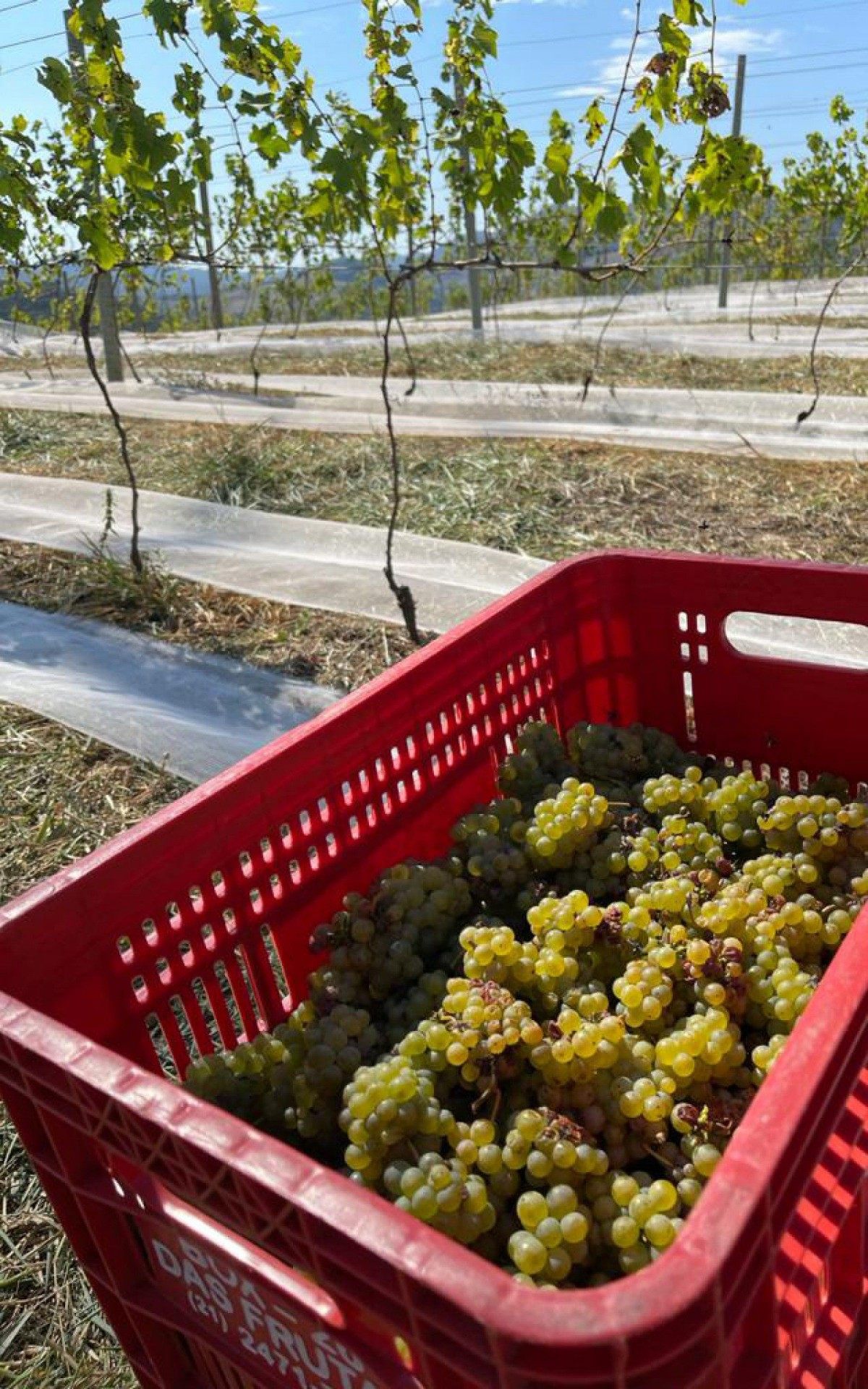 Vindima na vin&iacute;cola Fam&iacute;lia Eloy: previs&atilde;o &eacute; de que sejam produzidas 1500 garrafas de vinho este ano
