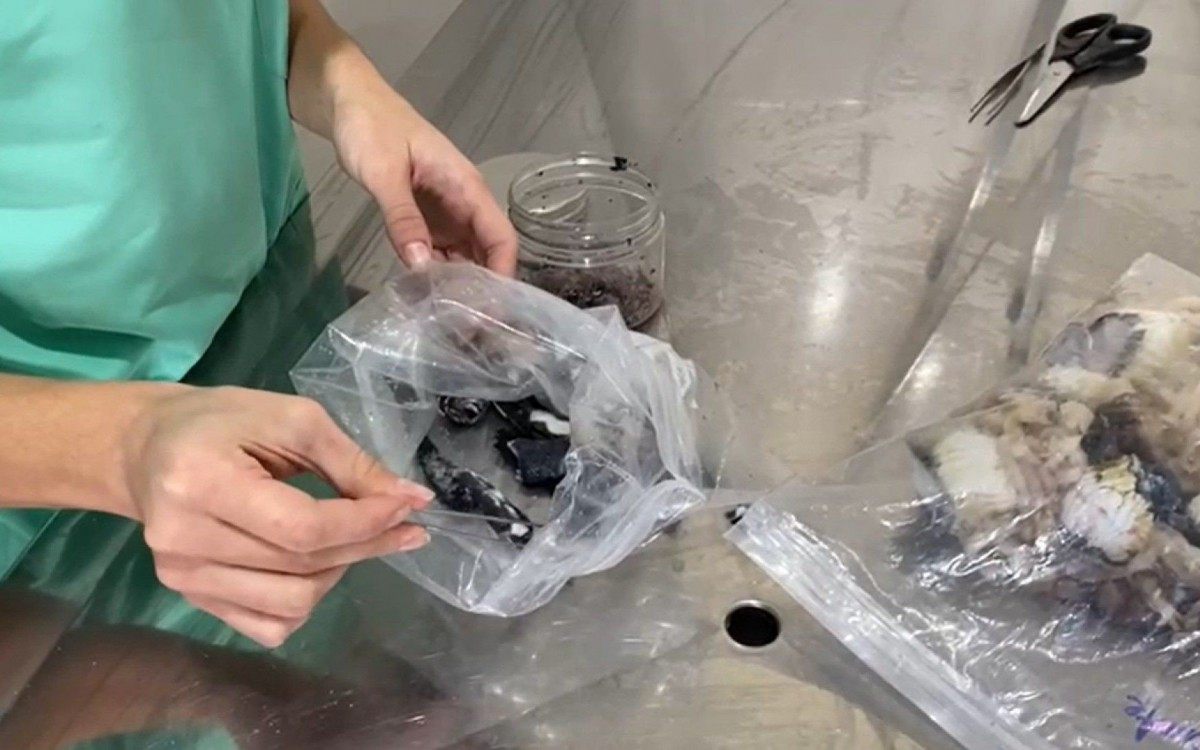 Amostras biol&oacute;gicas da carca&ccedil;a do animal foram recolhidas por uma empresa ligada &agrave; Petrobras