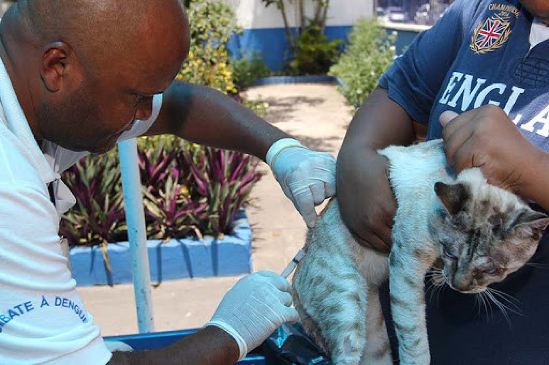 Campanha de vacina&ccedil;&atilde;o antirr&aacute;bica em Maca&eacute; tem in&iacute;cio na ter&ccedil;a-feira (13); confira o cronograma: