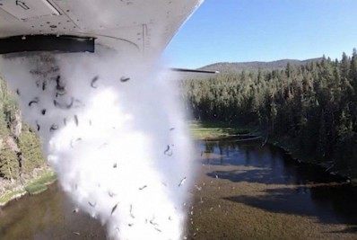 Vídeo! Avião despeja milhares de peixes em lago nos Estados Unidos