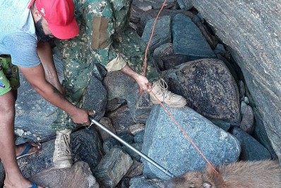 Capivara é resgatada em gruta na Praia do Forno em Búzios por agentes da Guarda Ambiental