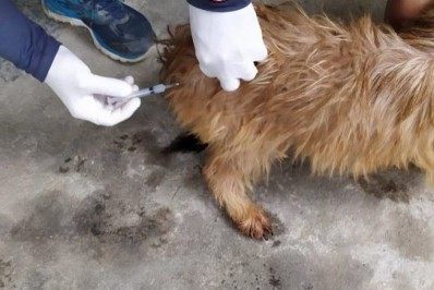 Vacinação antirrábica é realizada em Búzios