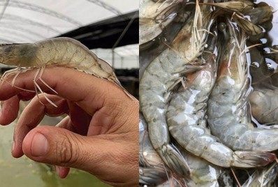  Guapimirim produz camarão marinho sem conservante