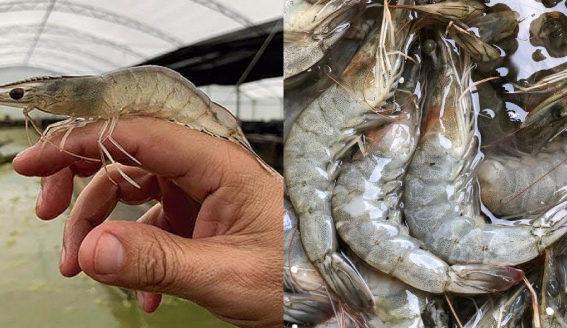 &nbsp;Guapimirim produz camar&atilde;o marinho sem conservante