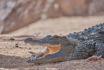 O que significa sonhar com jacaré?