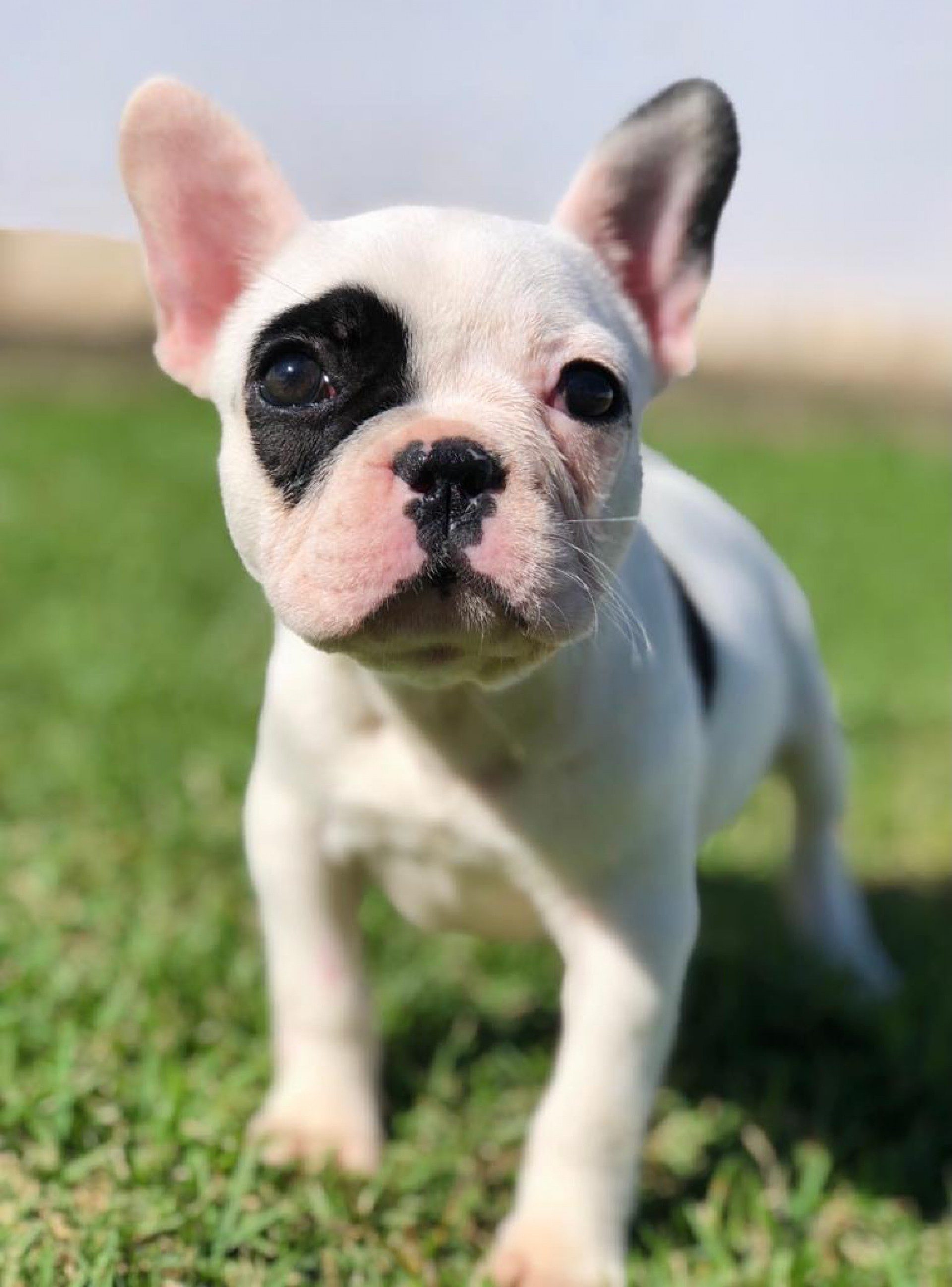 Cachorra da raça buldogue francês foi roubada na porta de casa em Saquarema 