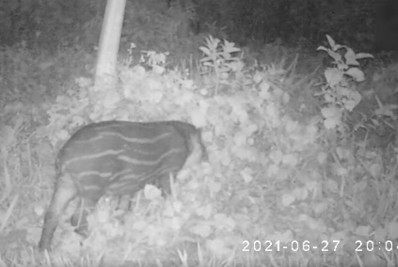 Cachoeiras de Macacu: Filhote de anta nascido livre é flagrado em reserva 