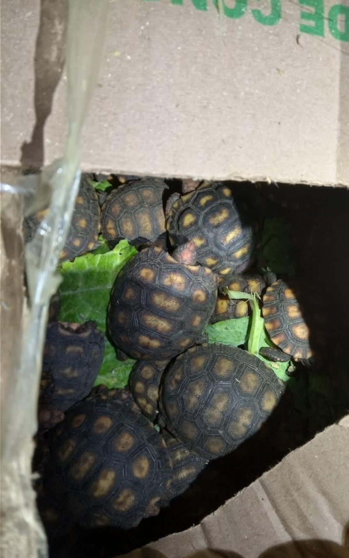 Pol&iacute;cia apreende animais silvestres e prende quatro pessoas na Rodovia Presidente Dutra, em Itatiaia 