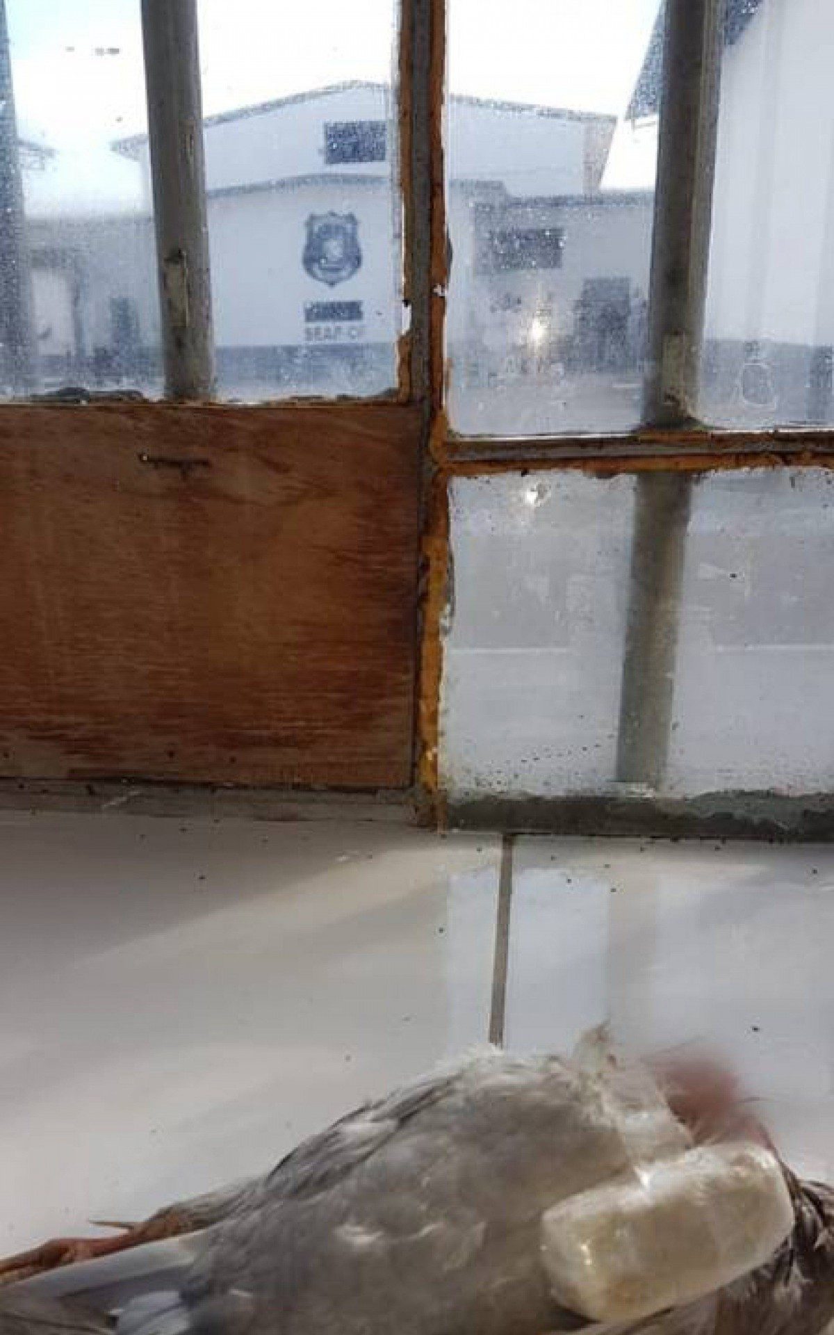 Pombo foi localizado no Pres&iacute;dio Carlos Tinoco da Fonseca por agentes penitenci&aacute;rios. 