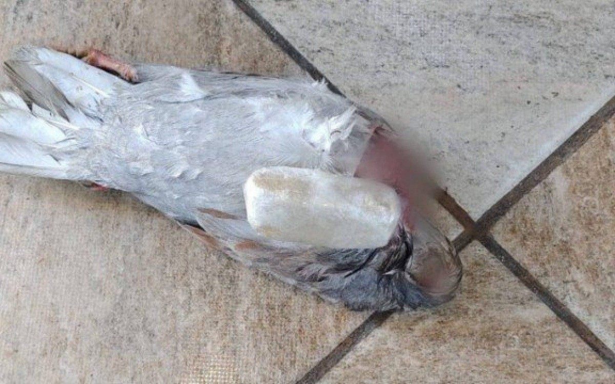 Pombo foi localizado no Pres&iacute;dio Carlos Tinoco da Fonseca por agentes penitenci&aacute;rios. 