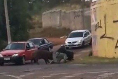 Entregador leva 14 pontos no bumbum após ser atacado por porco